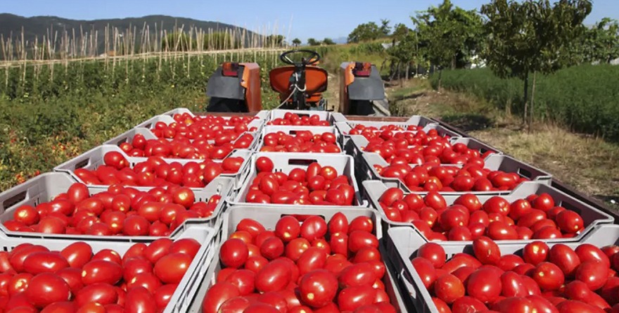  Aplica EU  arancel del 17%  al tomate