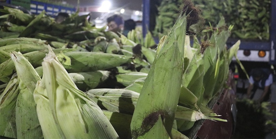 Sube por sequía 253% importación de maíz