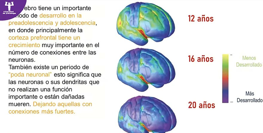 Sobrepeso y obesidad impactan el cerebro infantil