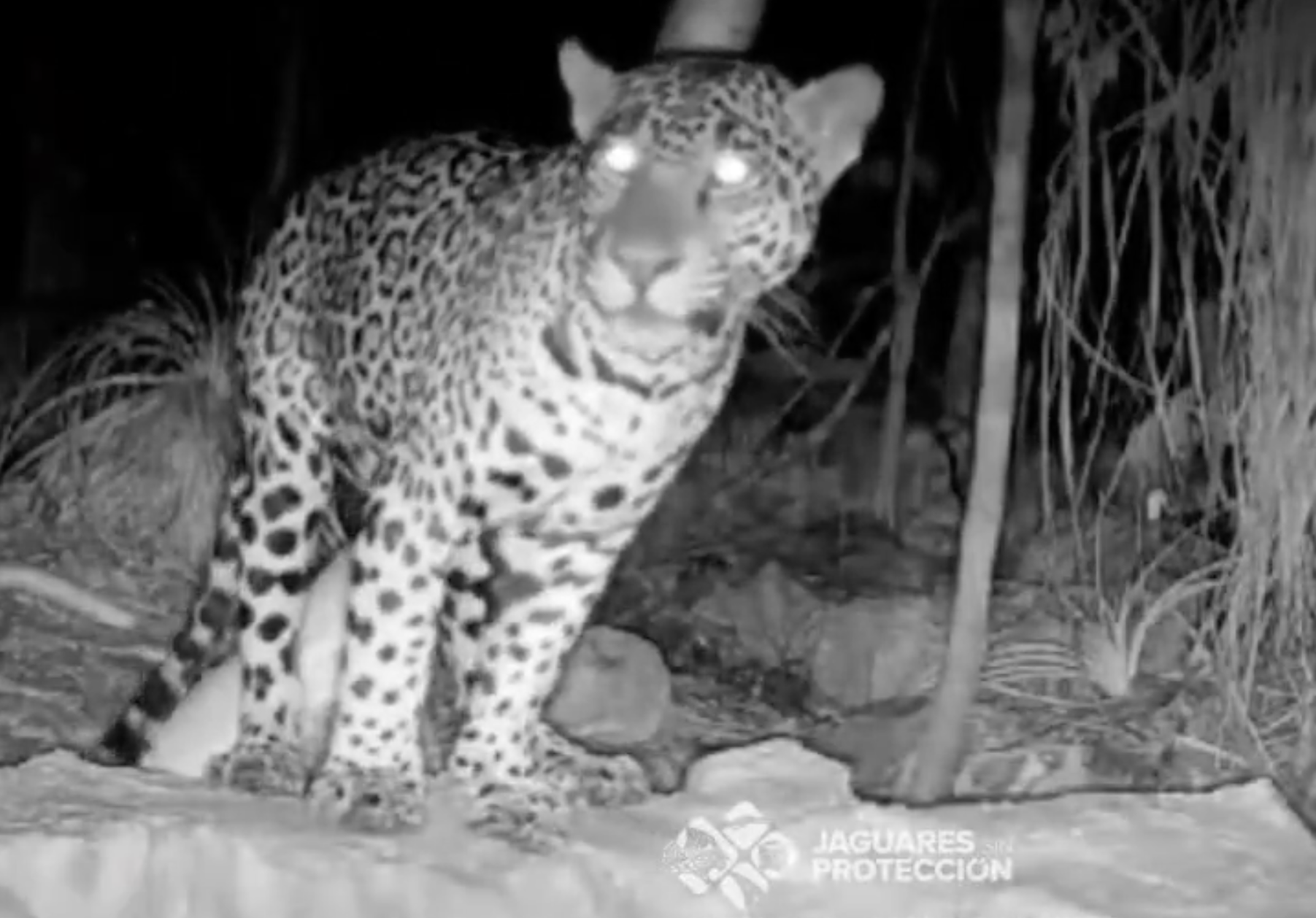 Captan a jaguar en bebedero de SLP; la selva no está vacía