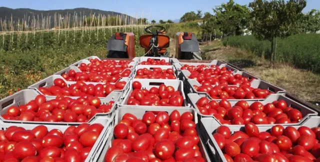 Aplica EU  arancel del 17%  al Tomate