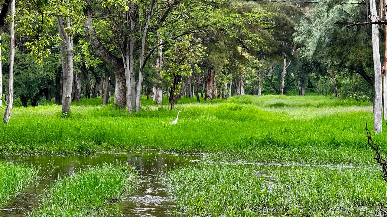 Lluvias Reviven la Vida Silvestre en los Parques Tangamanga