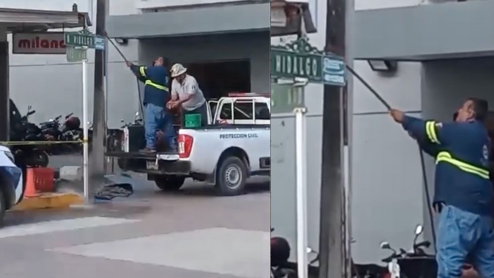 Activistas denuncian a PC de Ciudad Valles por quemar enjambre de abejas