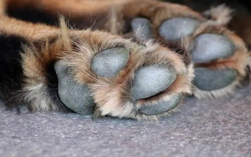 Otra vez la crueldad animal sacude a Ciudad Valles