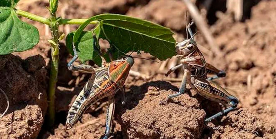 Activan operativo ecológico contra grillos
