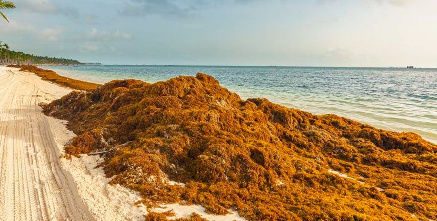 Pegan crimen y sargazo a turismo