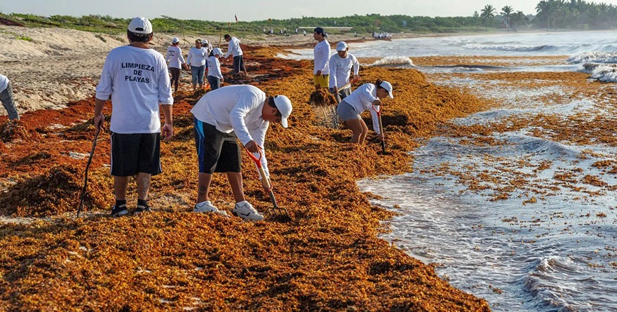Van por ‘pesca’ ¡de sargazo!