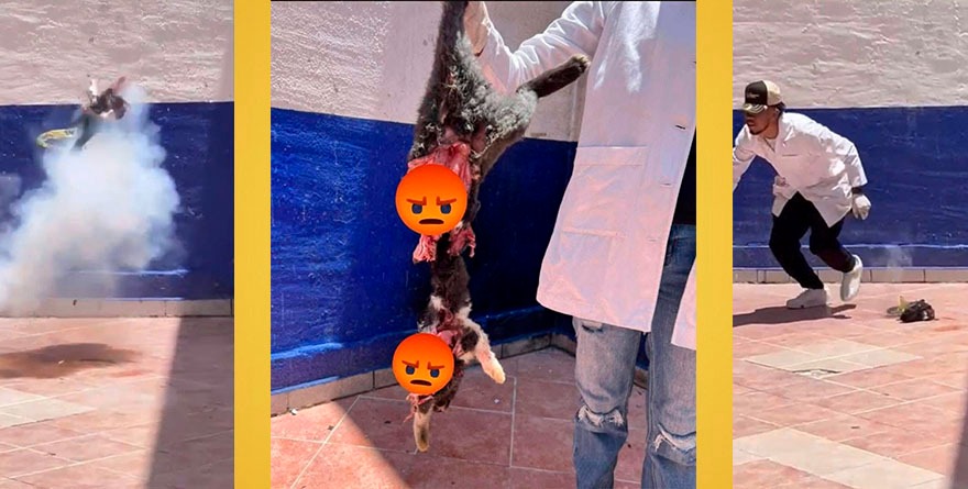 Alumnos de criminología hacen explotar a un gatito como “práctica”