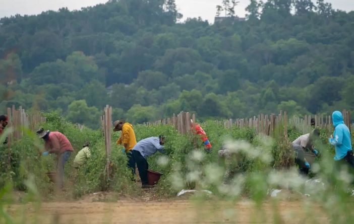 Jornalero potosino muere en el campo de EU