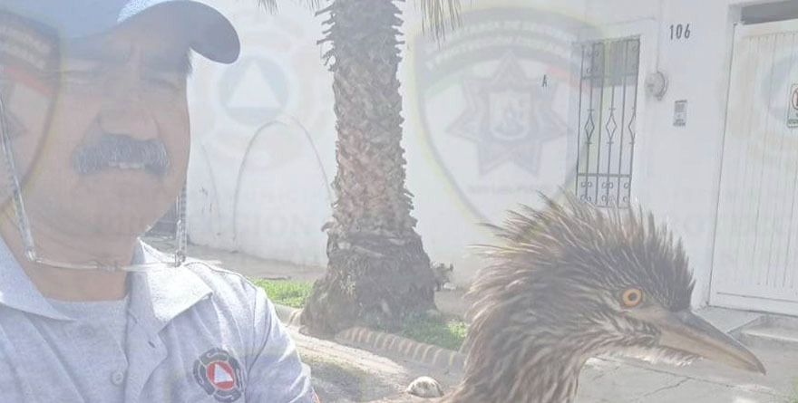 Sale correcaminos a dar un paseo urbano