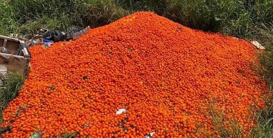Tiran tomate, no vale ni la pena venderlo