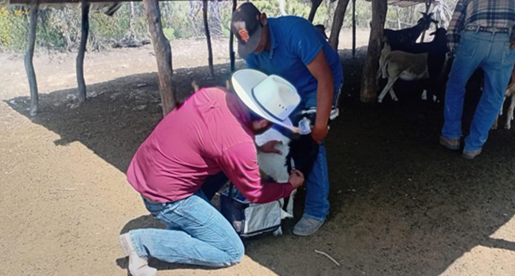 Costo cero: Una iniciativa de salud pecuaria totalmente gratuita