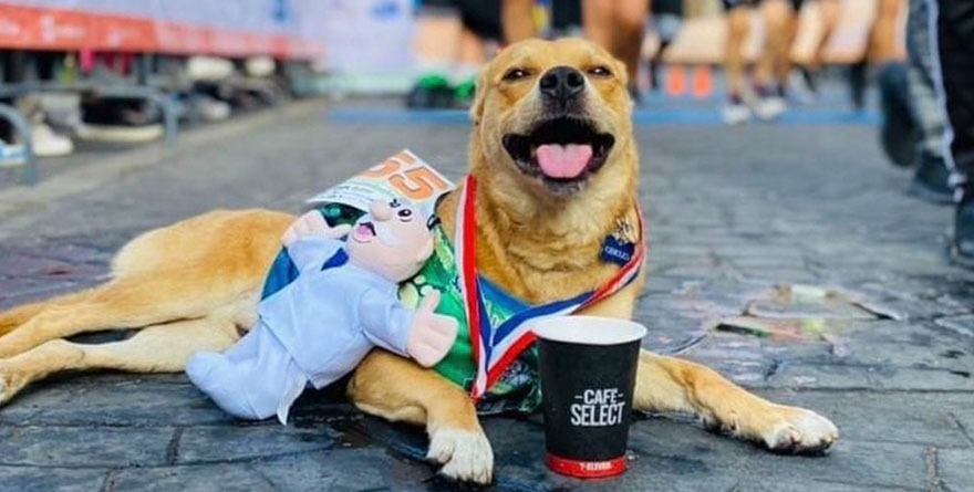 Envenenan a ‘Chicles’, el perro maratonista