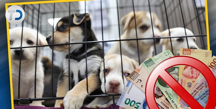 Se acabó el ‘vendo perrito’ en  ‘Feis’
