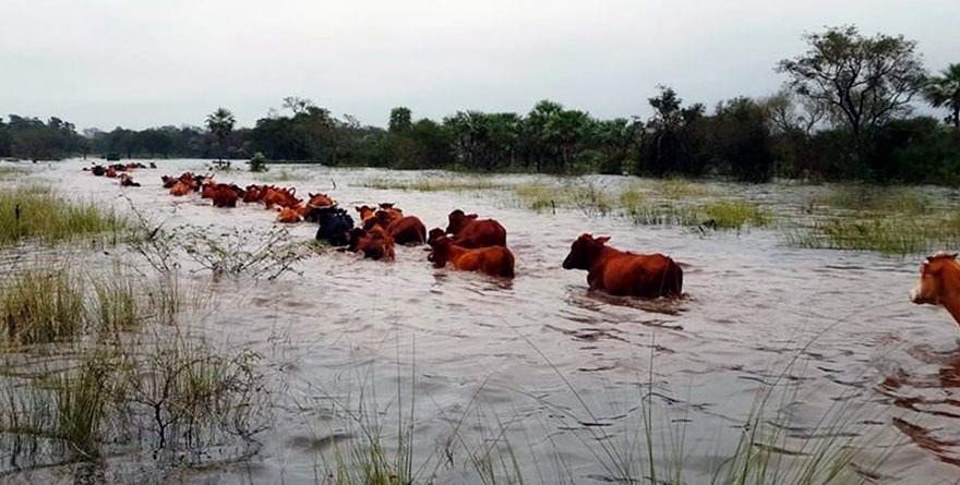 Pierden ganado; serán apoyados