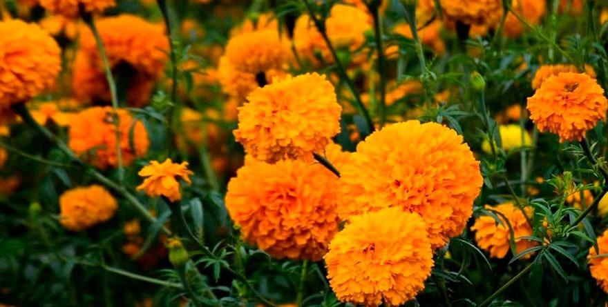 Soledad impulsa la producción de flor de cempasúchil