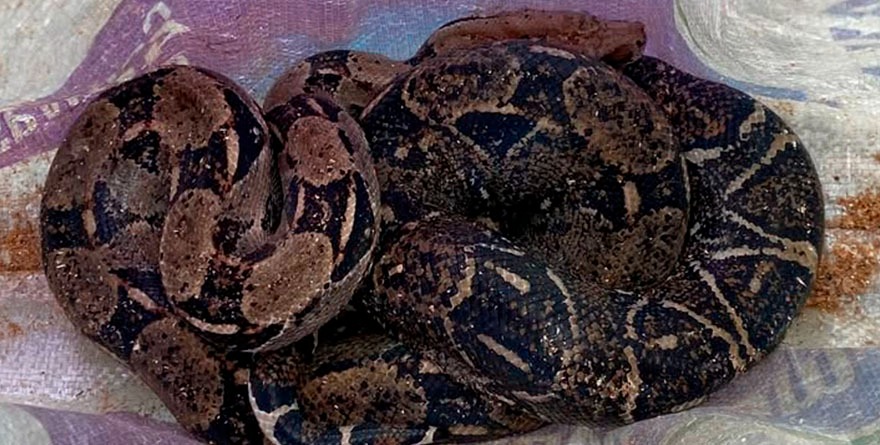 Mazacuata capturada cerca del mercado