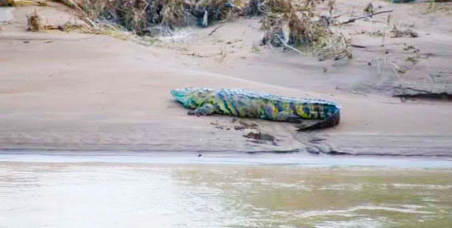 Alertan por cocodrilo en río de Tampacán