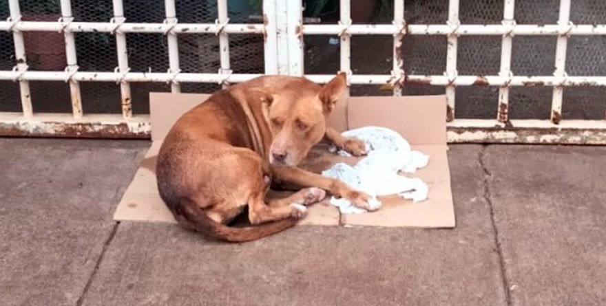 Rioverde le declara la guerra a las quemas y al maltrato animal