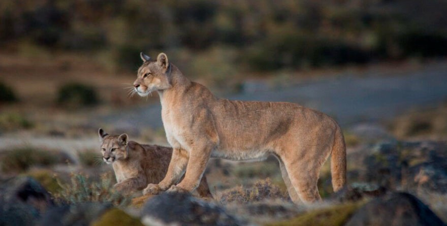 Catorce cuida al jefe de la sierra: el puma