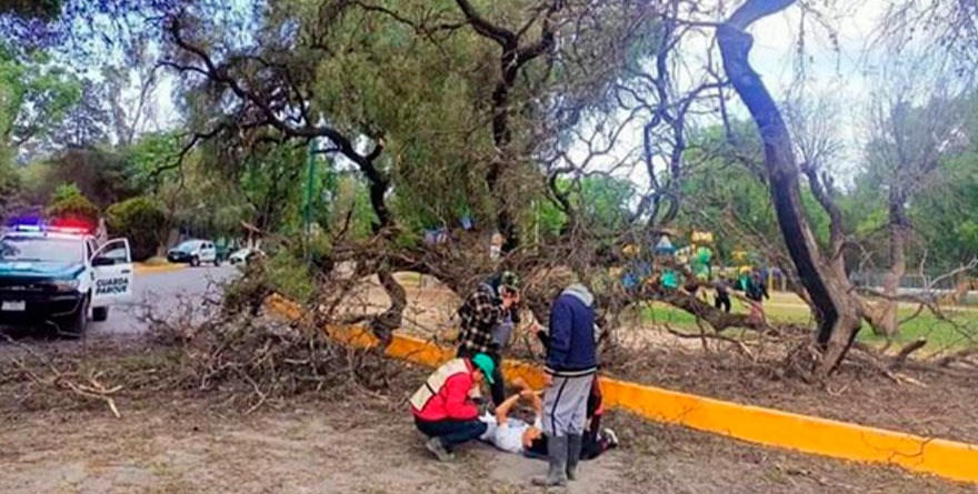 El árbol ganó la pelea: joven cae y muere