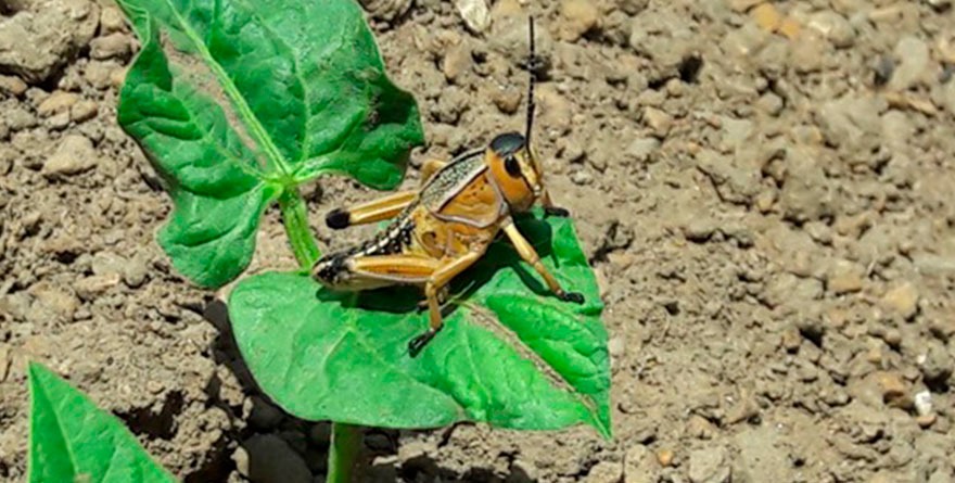 Gobierno va tras chapulines y grillos