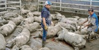 Devastan las lluvias 15 mil has. agrícolas