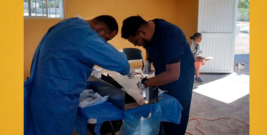 Inicia campaña gratuita para esterilizar mascotas