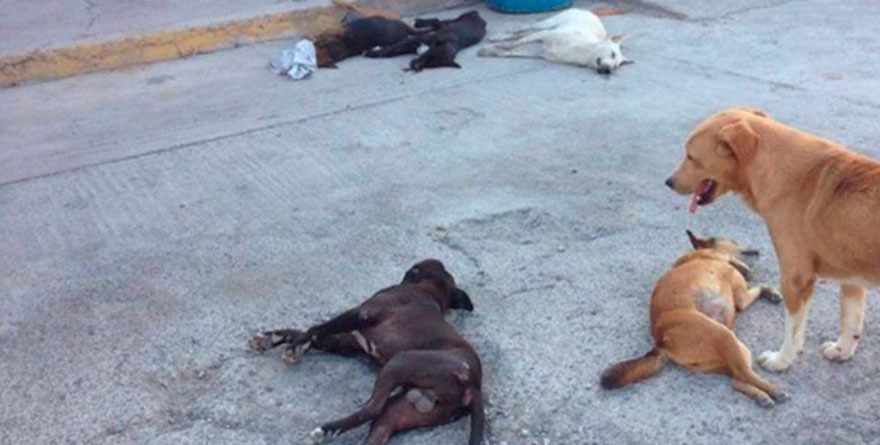 Cae veneno, no justicia: 5 lomitos muertos y cero culpables