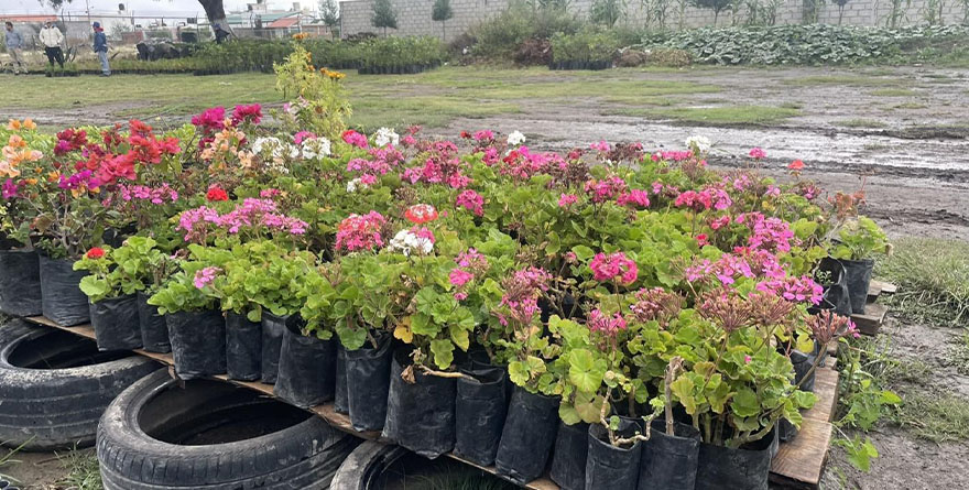 Cárdenas Intercambia Pilas Usadas por Árboles Nuevos