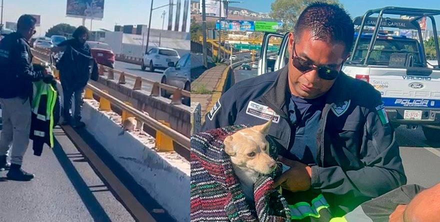 Rescatan a lomita en plena Salvador Nava