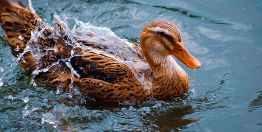 Tangamanga alberga a más de 130 especies de aves