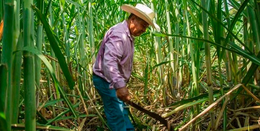 Promesas dulces, realidades amargas para cañeros