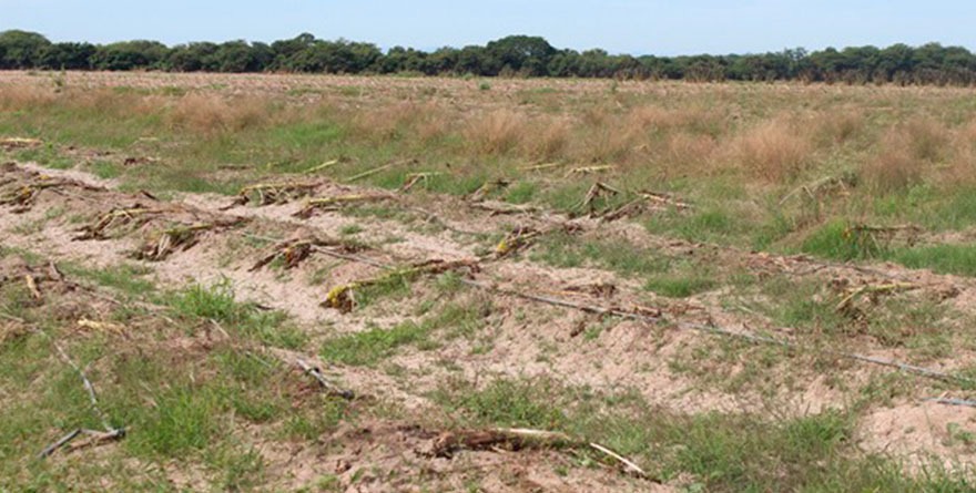 Daño agrícola y ganadero