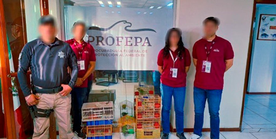 Rescatan crías de loro en peligro