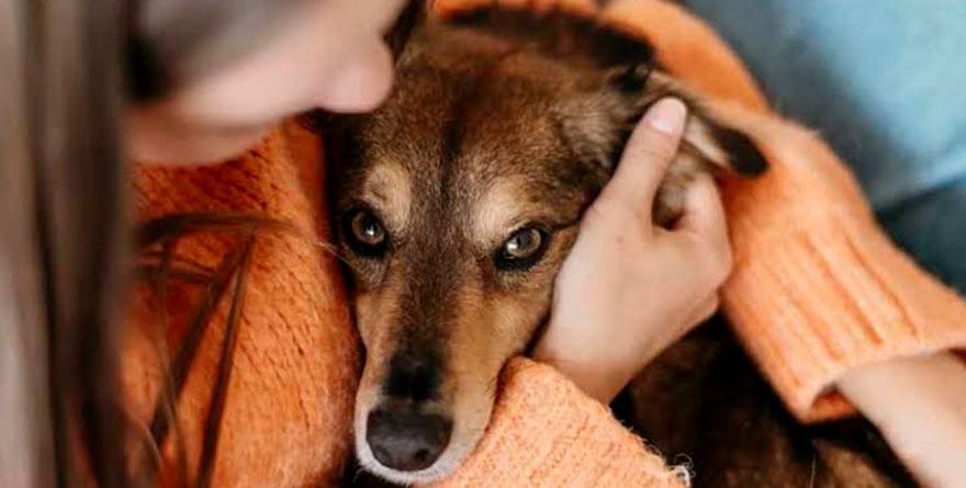 Casi medio centenar de perros y gatos rescatados fueron adoptados en la capital