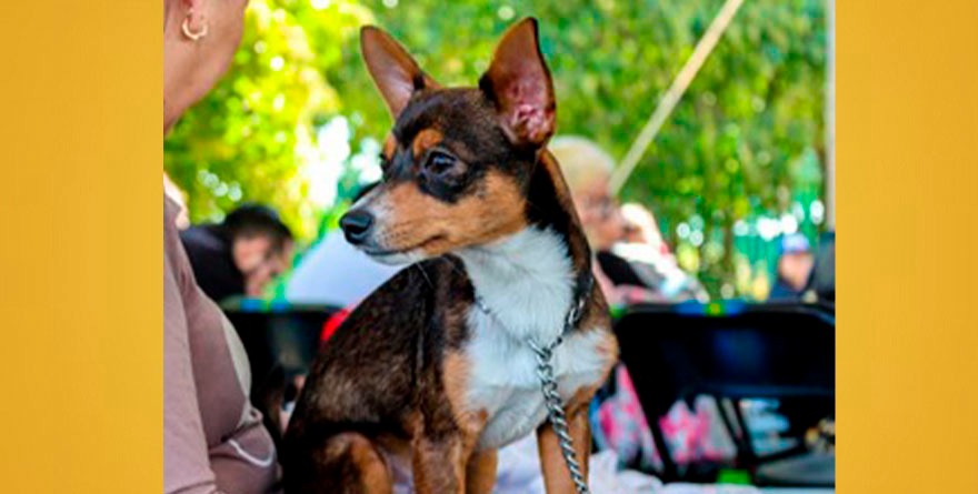 Esterilización de Mascotas en San Rafael