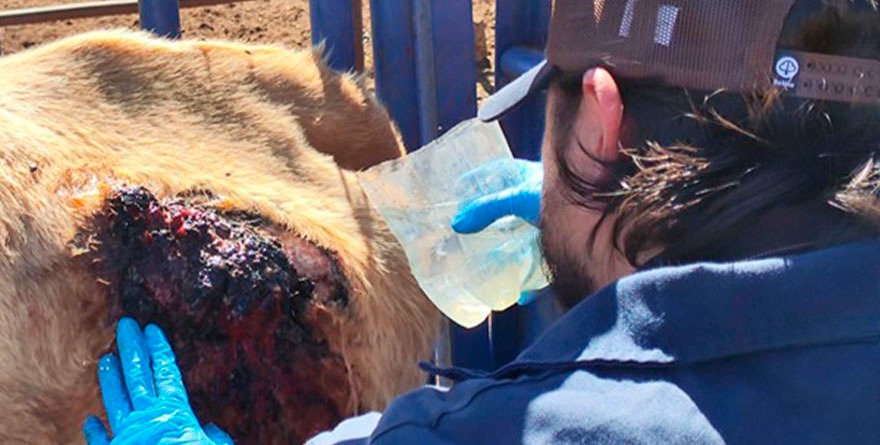 Buscan prevenir brote de barrenador