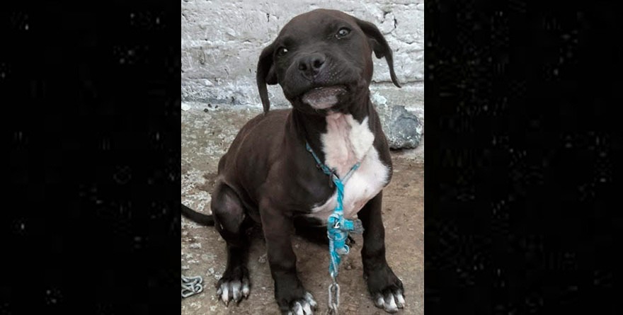 Vacunación para mascotas