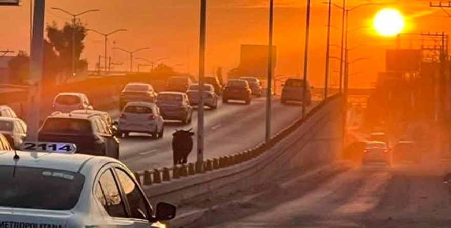 “Ahí viene el toro”