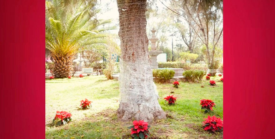 Noches buenas en Villa de Pozos