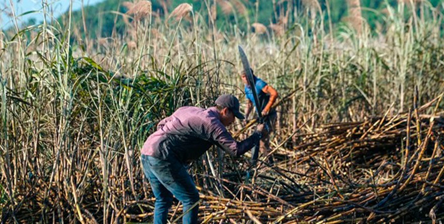 Migran masivamente al Ingenio Alianza Popular