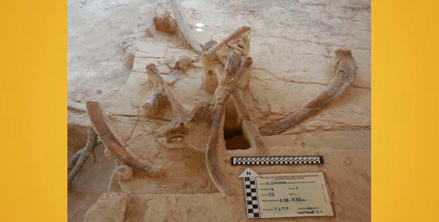 Lily, la bebé mamut que cambiaría a México