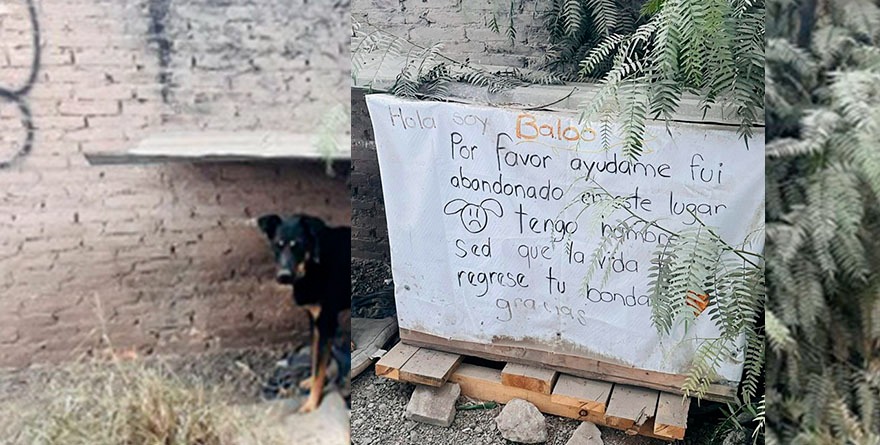 Baloo, el perrito que enamoró a Villa de Pozos
