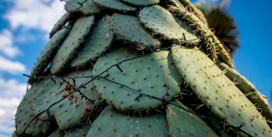 La UASLP festeja a su estilo y un arbolito de nopal