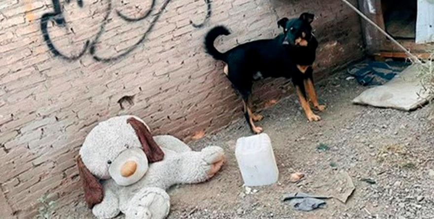 BALOO, EL PERRITO QUE ENAMORÓ A POZOS