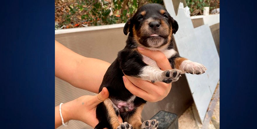 Adopta y transforma una vida