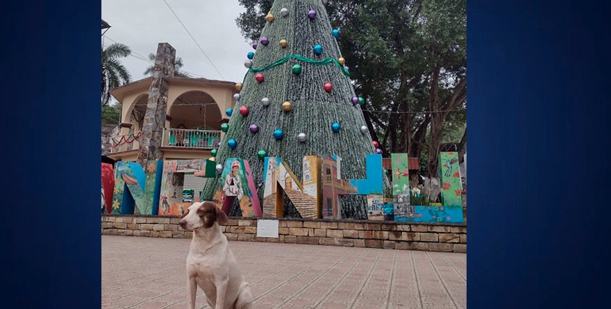 Modo Navidad