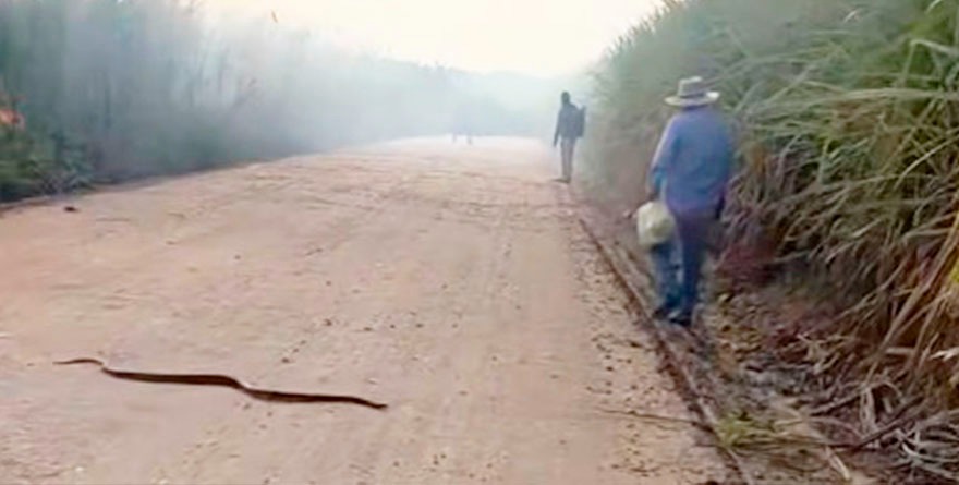 Expulsa la zafra a fauna silvestre
