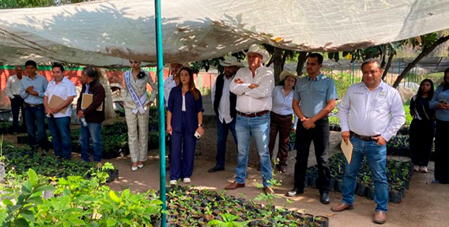 Mejoran plantas para los cafetales